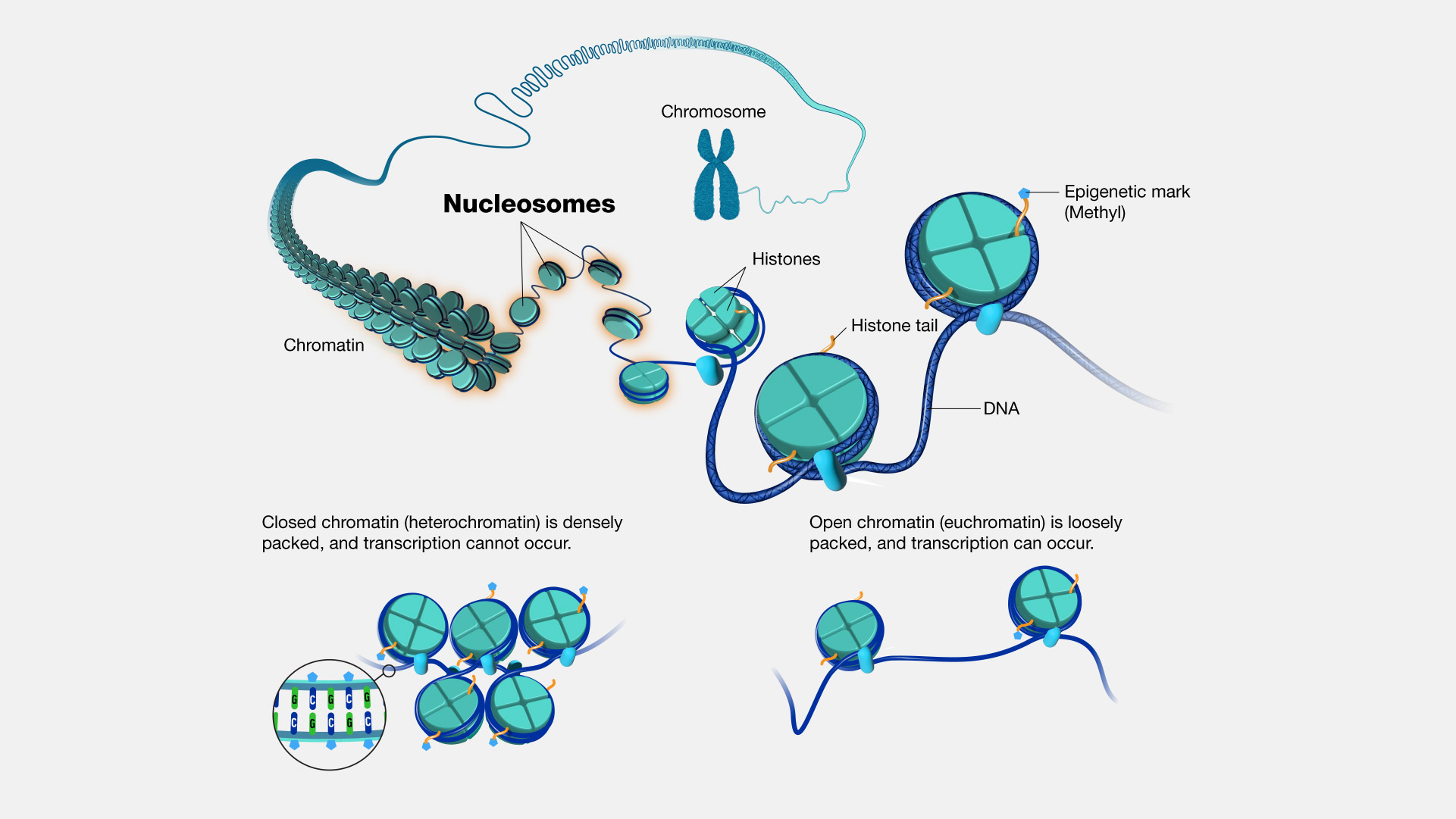 Figure 1.1 - Chromatin to Chromosome by Daniel A. Gilchrist